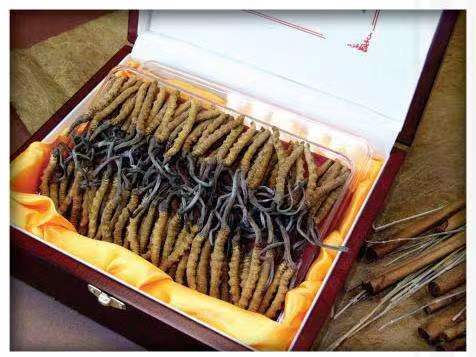 洛扎冬虫夏草回收